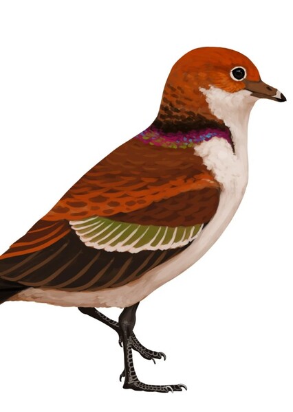 Apsaravis