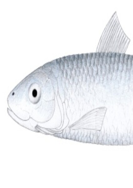 Apsopelix