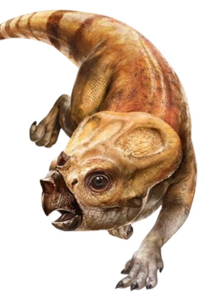 Aquilops