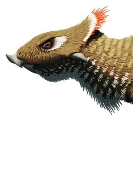 Aquilops