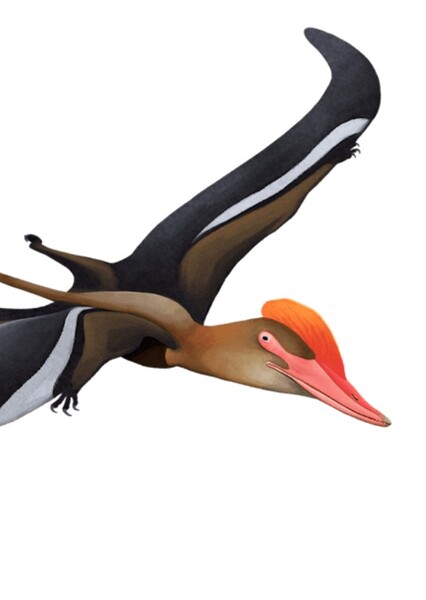Archaeoistiodactylus