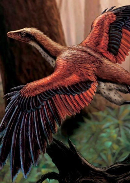 Archaeopteryx photo