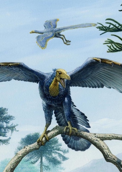 Archaeopteryx photo