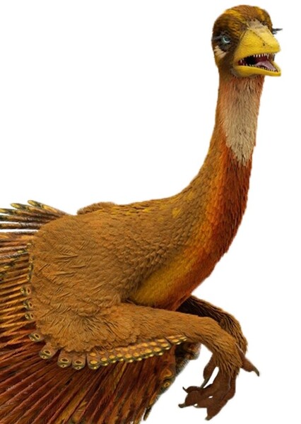 Archaeopteryx