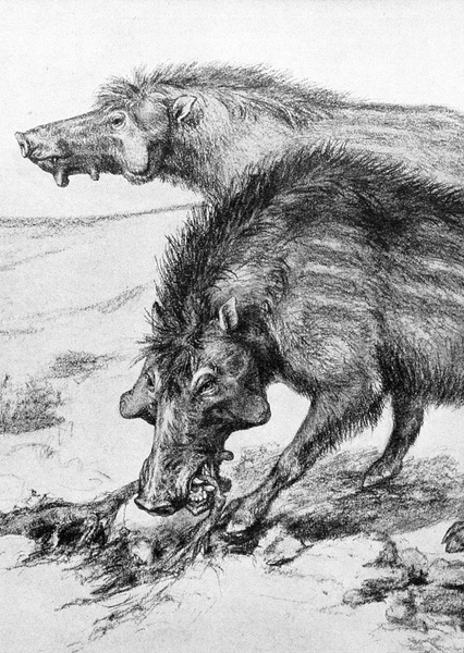 Archaeotherium photo