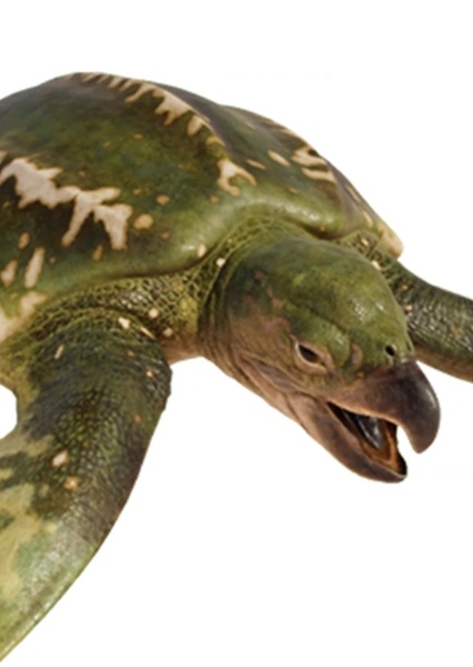 Archelon photo