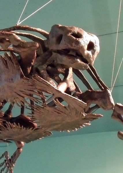 Archelon photo