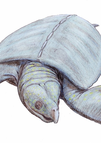 Archelon photo