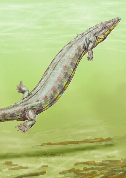 Archeria (Animal)