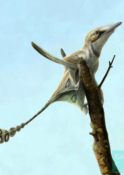 Arcticodactylus