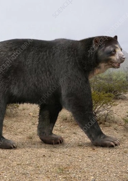 Arctotherium
