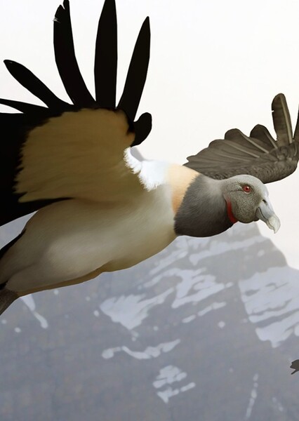 Argentavis photo