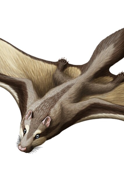Argentoconodon
