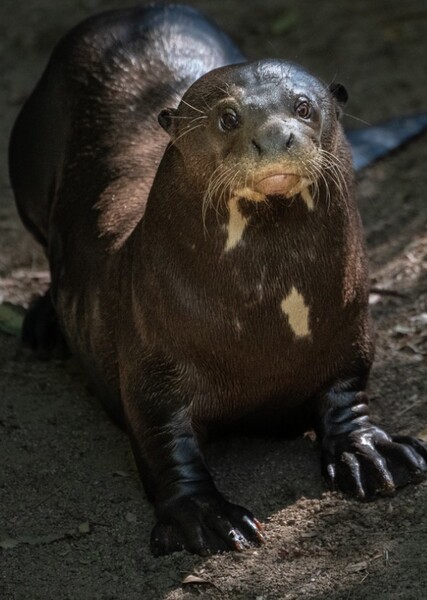 Ariranha (Giant otter)
