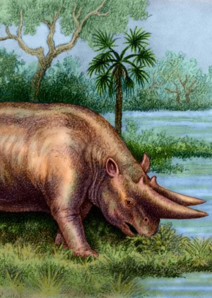 Arsinoitherium photo