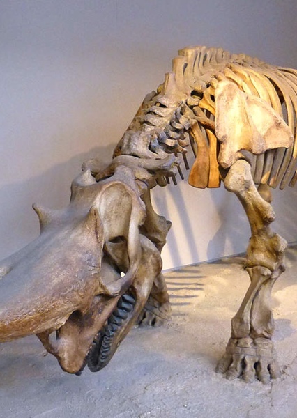 Arsinoitherium photo