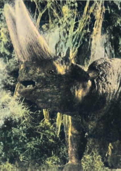 Arsinotherium photo