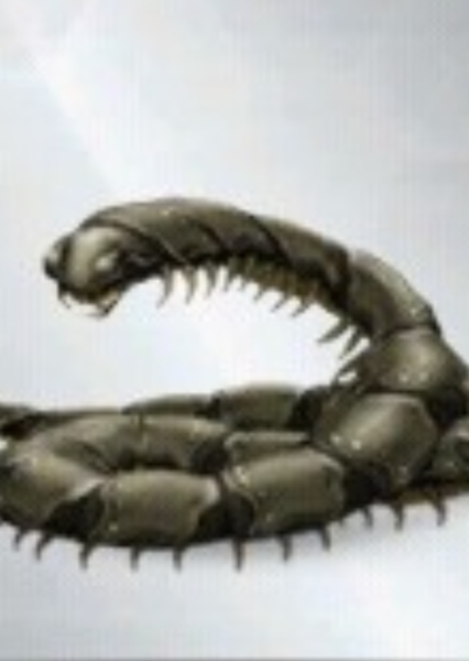 Arthropleura photo