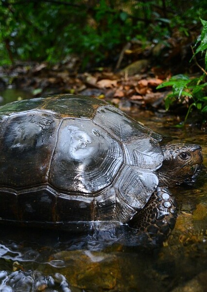 Asian Brown Tortoise