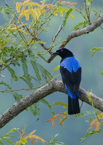 Asian Fairy-Bluebird