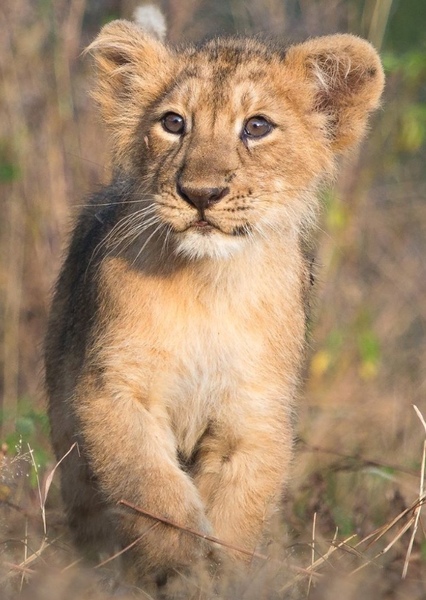 Asiatic Lion photo