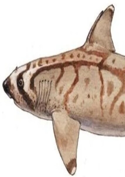 Asteracanthus