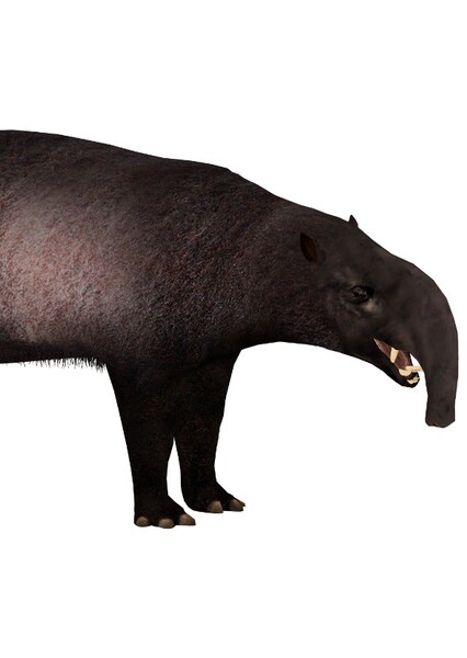 Astrapotherium