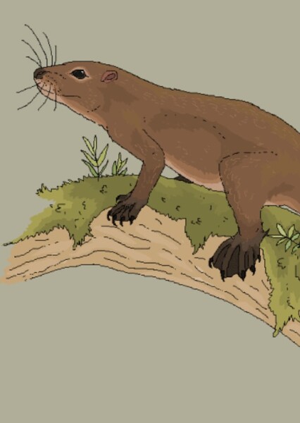 Astroconodon