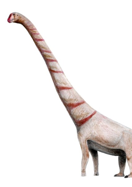 Astrophocaudia