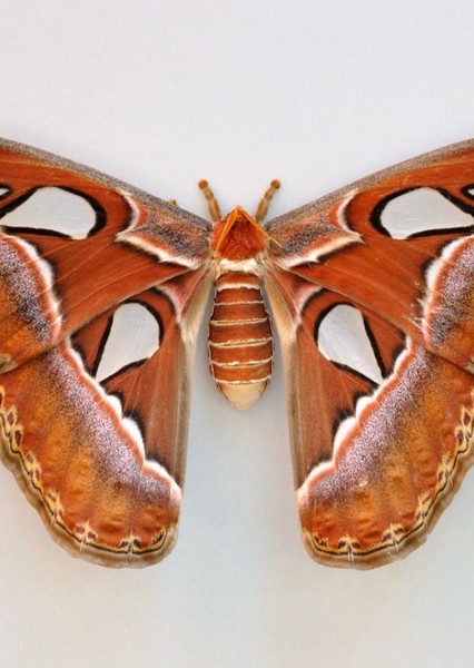 Atlas Moth