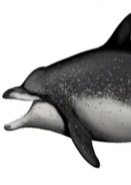 Atocetus