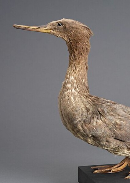 Auckland Island Merganser