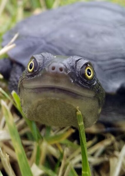 Australian Freshwater Turtle