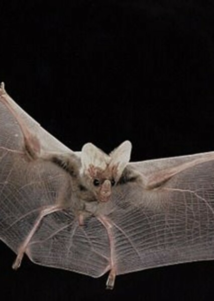 Australian Vampire Bat