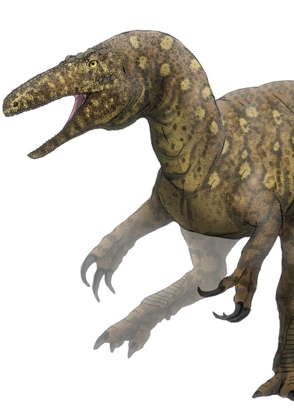 Australovenator photo