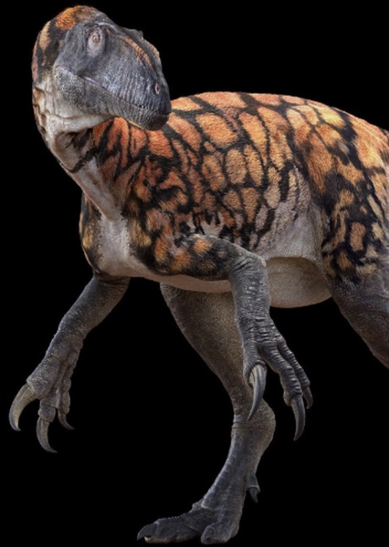 Australovenator photo