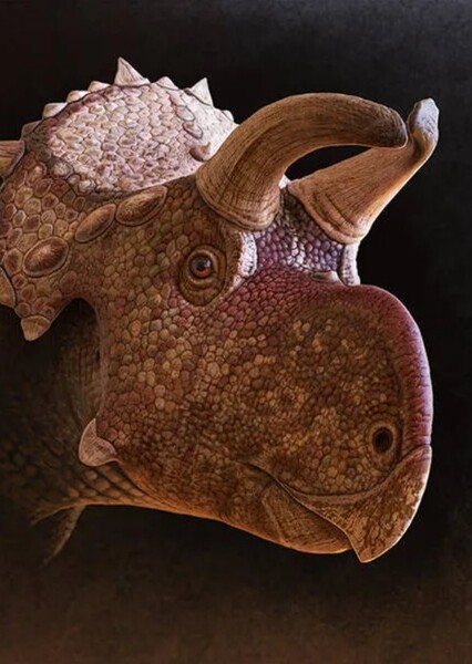 Avaceratops photo