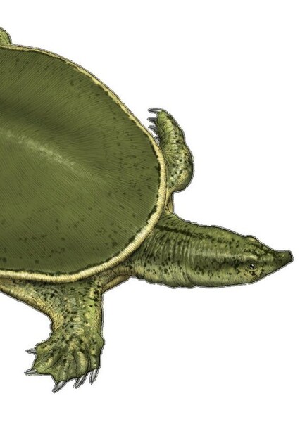 Axestemys
