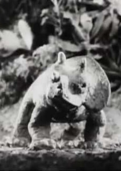 Baby Triceratops