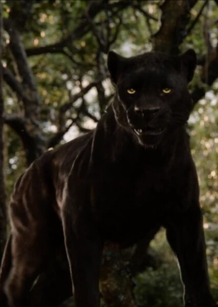 Bagheera photo