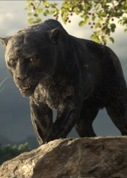 Bagheera