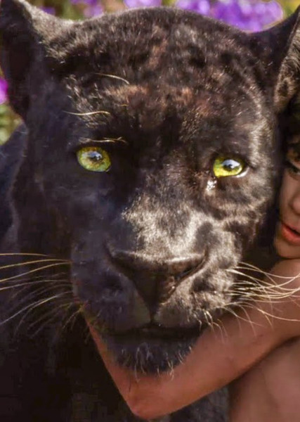 Bagheera photo
