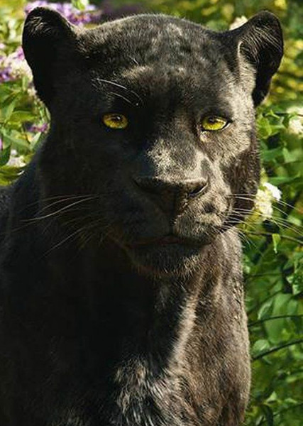 Bagheera photo
