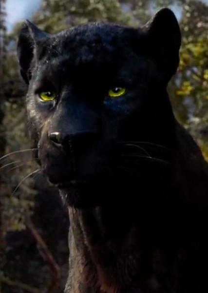 Bagheera photo
