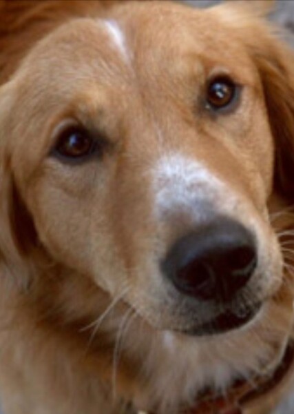 Bailey (A Dog's Purpose)