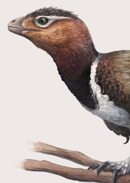 Balaur