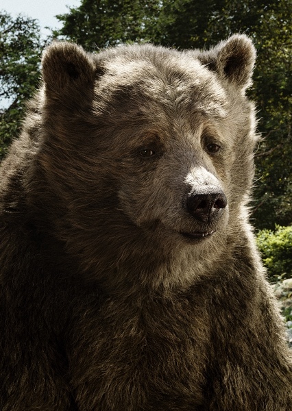 Baloo (2016) photo