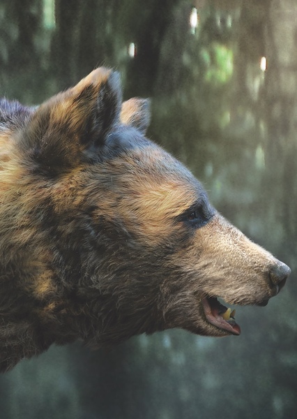 Baloo (2016) photo