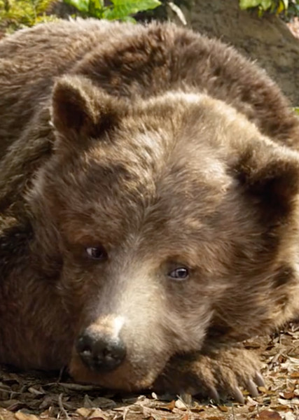 Baloo photo