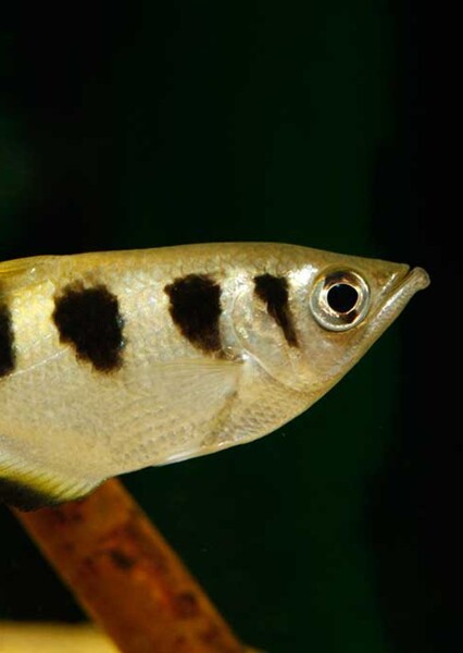 Banded Archerfish